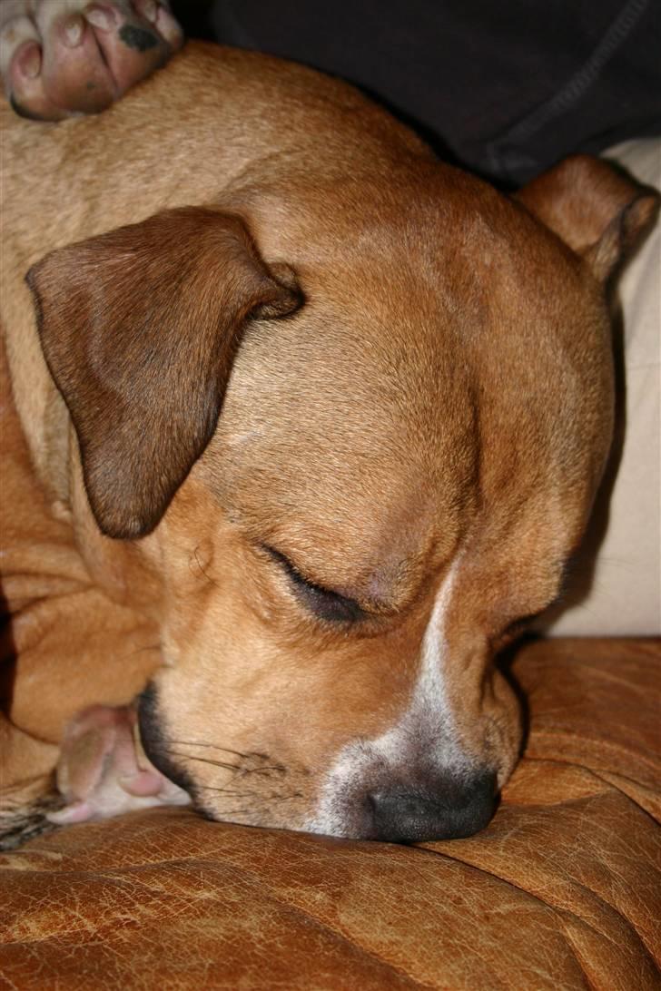 Blanding af racer Cookie RIP - Puttehund billede 4