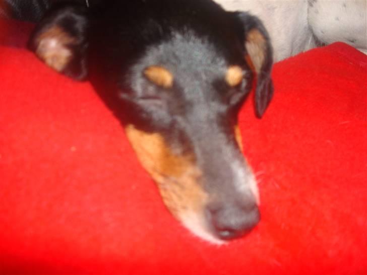 Dansk svensk gaardhund kejsa ( min morfars ) - smukt hoved billed **D billede 10