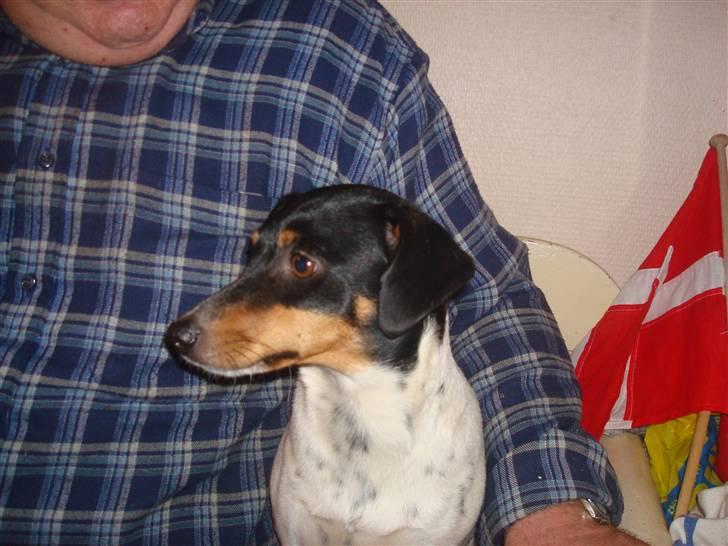 Dansk svensk gaardhund kejsa ( min morfars ) - hvor er hun bare sød <3 billede 11