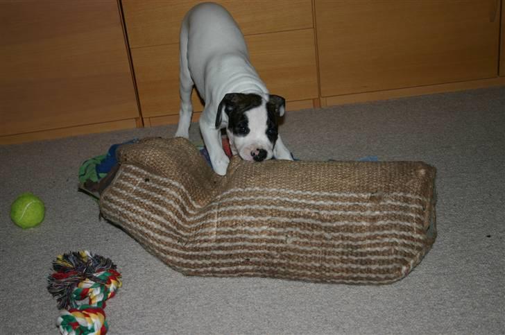 Blanding af racer Mills´ Madame Mayhem - 13 uger og æææææælsker allerede bideærmet... billede 3