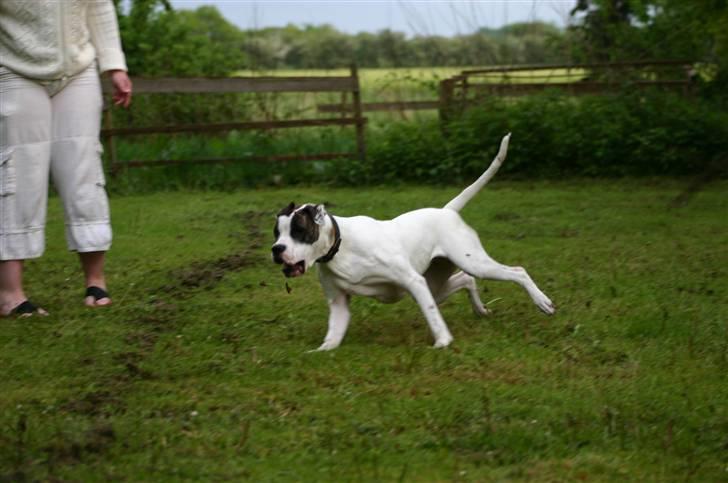 Blanding af racer Mills´ Madame Mayhem - Flirtpole billede 4