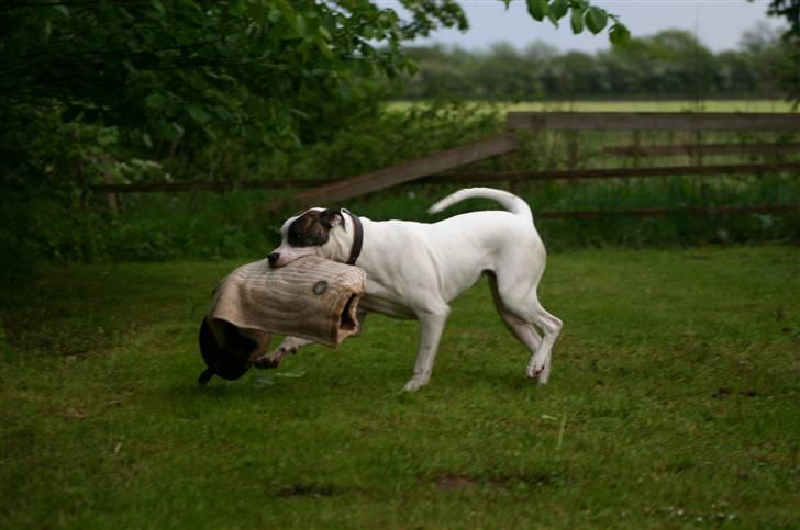 Blanding af racer Mills´ Madame Mayhem billede 5