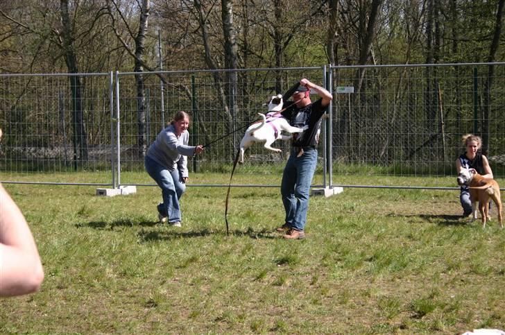 Blanding af racer Mills´ Madame Mayhem - Driviest Puppy Saarbrücken marts 2007 billede 6