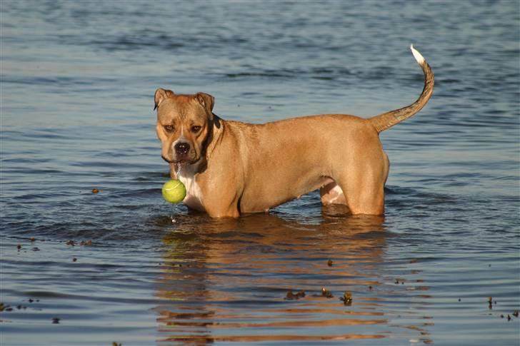 Blanding af racer Cookie RIP - Læg mærke til bolden... billede 5