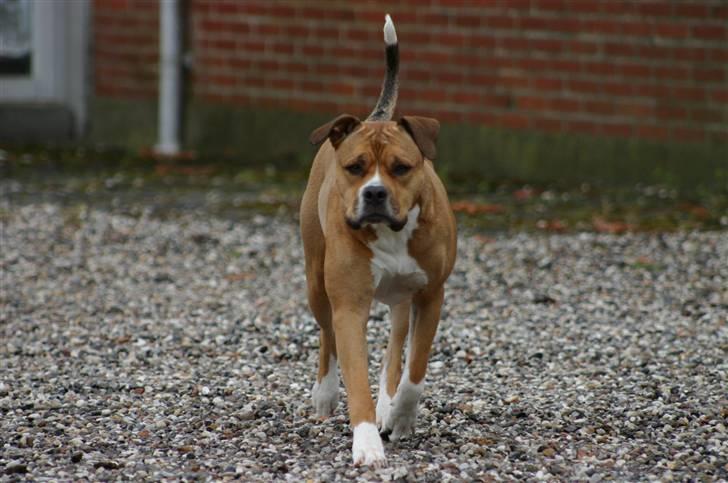 Blanding af racer Cookie RIP - Cookie 4 år. billede 6