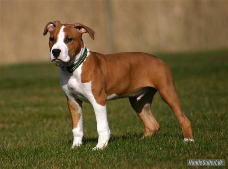 Amerikansk staffordshire terrier Great Viking's Ecco - af Chalotte Buchwald billede 1