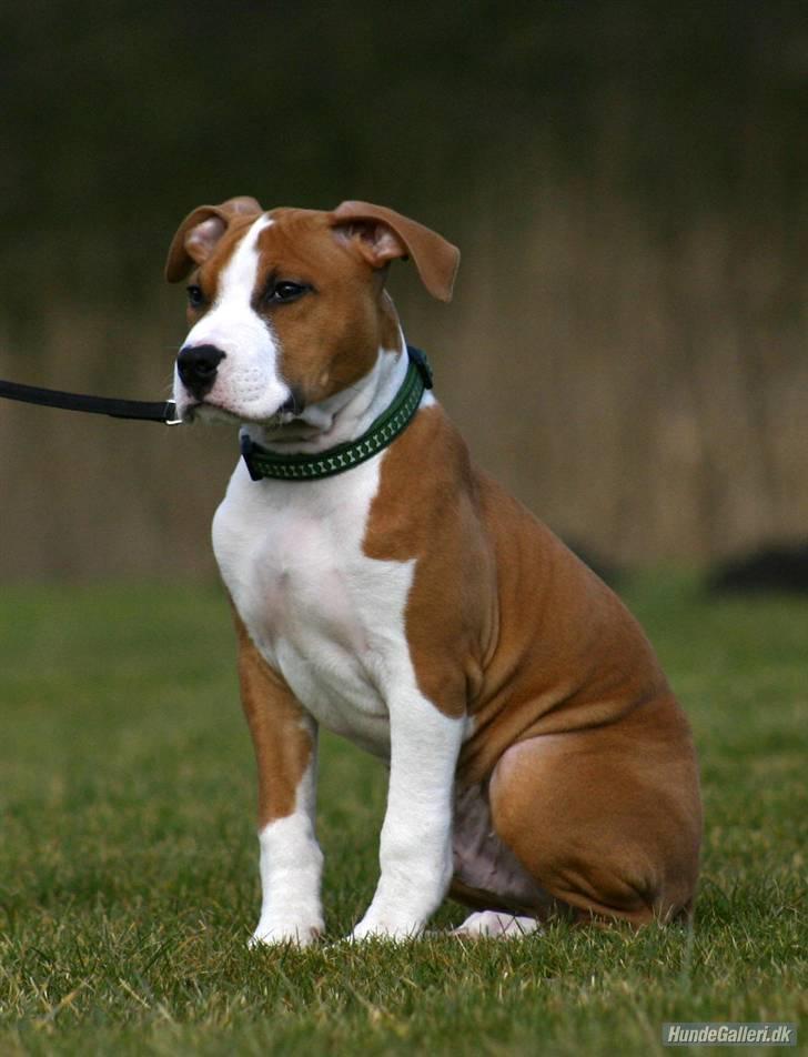Amerikansk staffordshire terrier Great Viking's Ecco - af Chalotte Buchwald billede 2