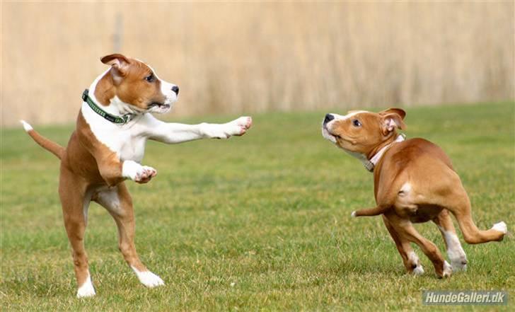 Amerikansk staffordshire terrier Great Viking's Ecco - af Chalotte Buchwald billede 3