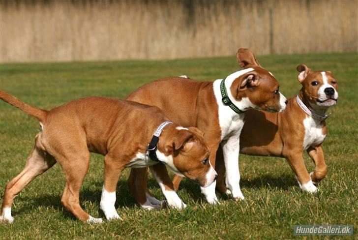 Amerikansk staffordshire terrier Great Viking's Ecco - af Chalotte Buchwald billede 4