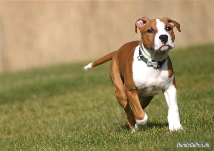 Amerikansk staffordshire terrier Great Viking's Ecco - af Chalotte Buchwald billede 5