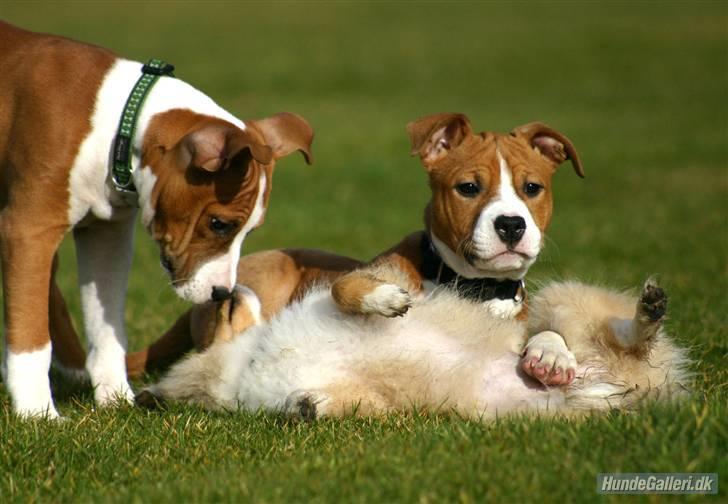 Amerikansk staffordshire terrier Great Viking's Ecco - af Chalotte Buchwald billede 6