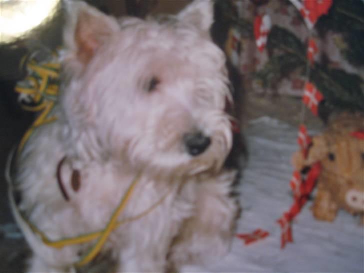 West highland white terrier Mollie *DØD* <3 - Mollie nytårsaften <3 såååeh Fin med Guilande :´) Elsker dig hund ! :D sry kvaliteten, taget fra et billede<3 billede 9