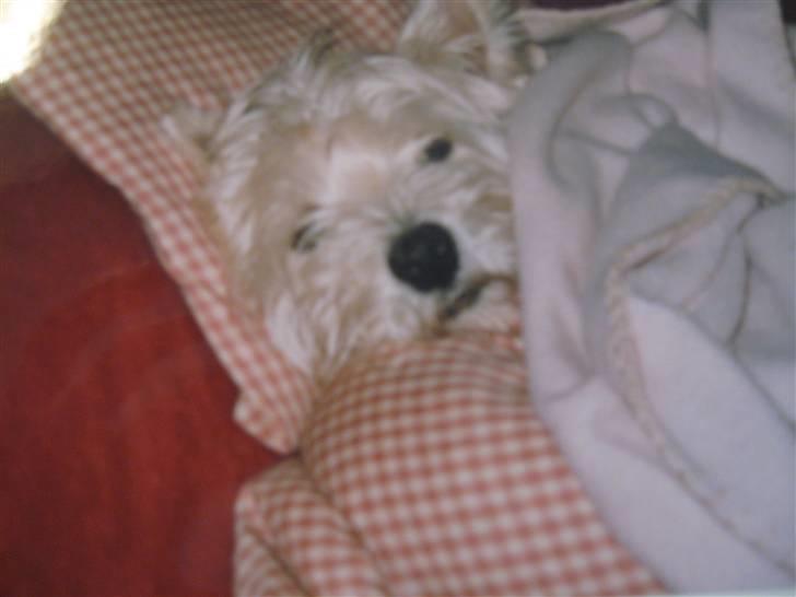 West highland white terrier Mollie *DØD* <3 - Mollie ligger rigtig og hygger :b undskyld kvaliteten!:P billede 10