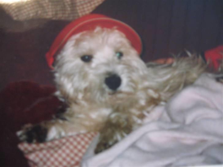 West highland white terrier Mollie *DØD* <3 - "gider du lige zappe?" haha :P Så fin med kasket.. :P sry kvaliteten ! :P billede 11