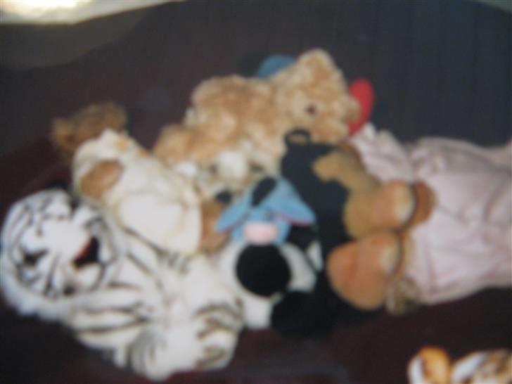 West highland white terrier Mollie *DØD* <3 - kuk kuk, hvor er Mollie ? :D sry kvaliteten?:P billede 12