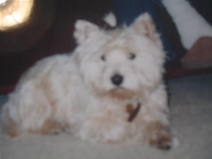 West highland white terrier Mollie *DØD* <3 - så fint med håret sat <33 billede 13