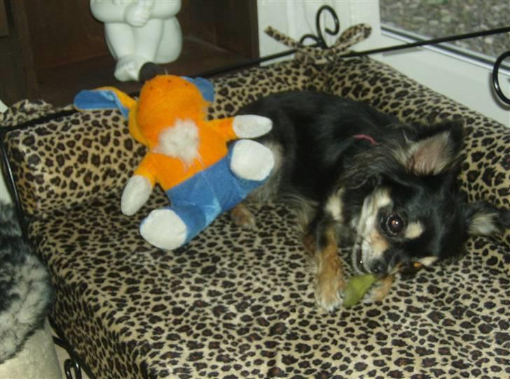 Chihuahua Lulu billede 7