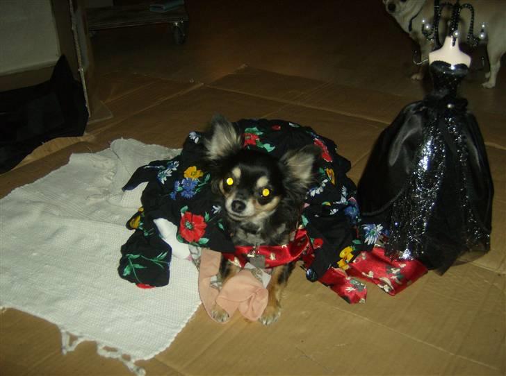 Chihuahua Lulu billede 8