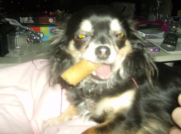 Chihuahua Lulu billede 9