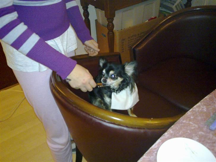 Chihuahua Lulu billede 10