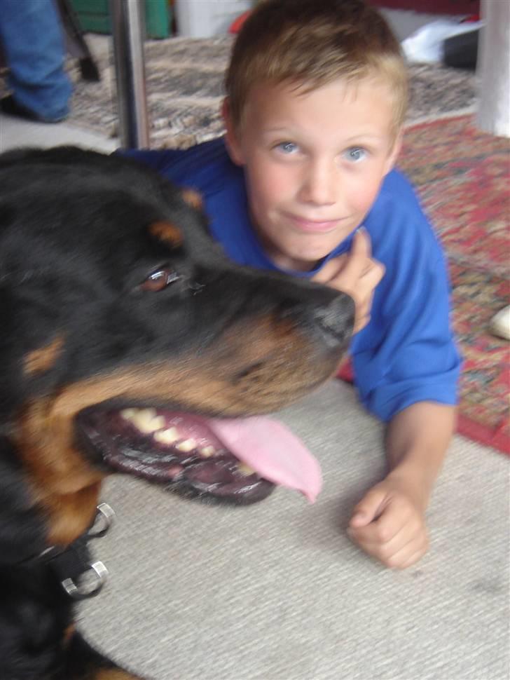 Rottweiler Tjano billede 8