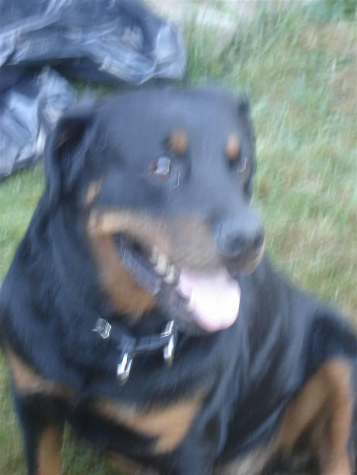 Rottweiler Tjano billede 9