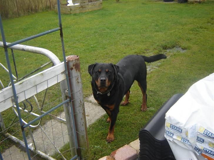 Rottweiler Tjano billede 12