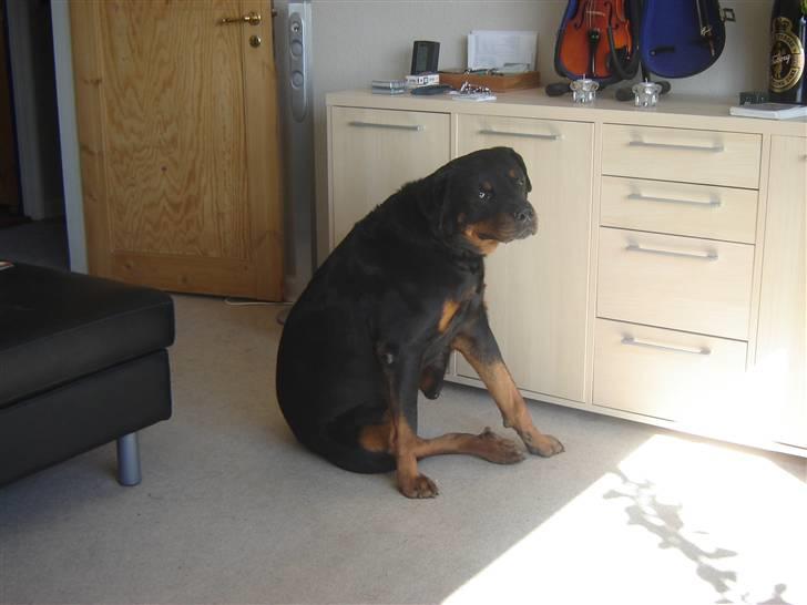 Rottweiler Tjano billede 13