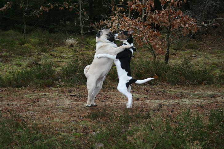 Dansk svensk gaardhund Pondus - Pondus møder mopshvalpen Frederik i hundeskoven ved Østerild i Thy d. 28/12 08 billede 11