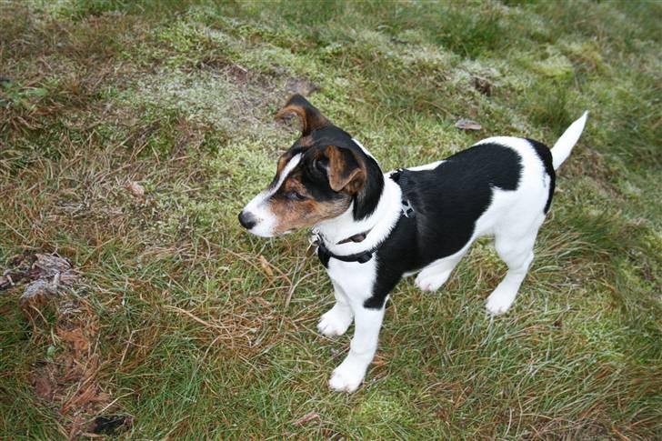 Dansk svensk gaardhund Pondus - Tur i Østerild hundeskov d. 28/12 08 billede 12