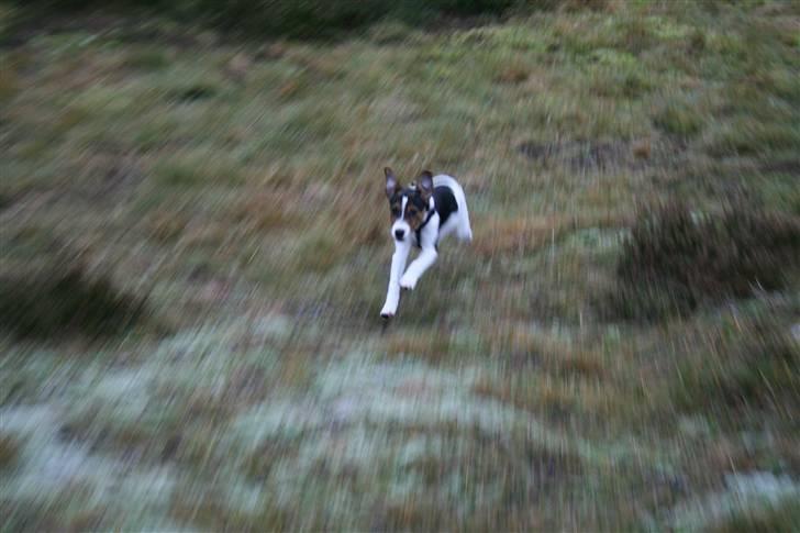 Dansk svensk gaardhund Pondus - Tur i Østerild hundeskov d. 28/12 08 billede 13