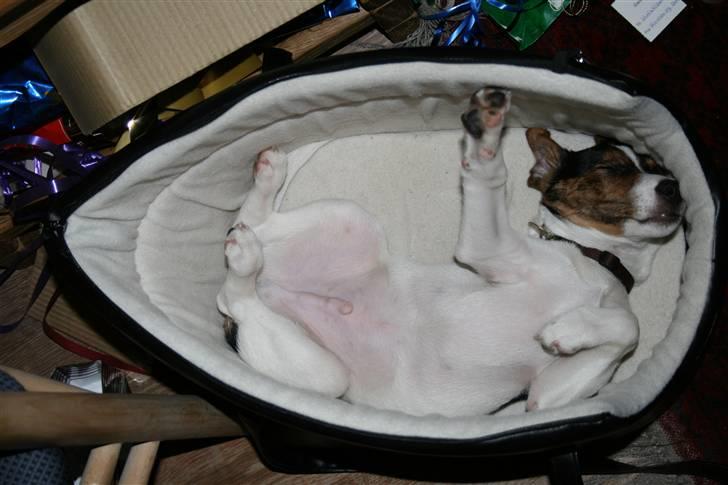 Dansk svensk gaardhund Pondus - Ligger og knalder brikker i rejsetasken juleaften 08 billede 14