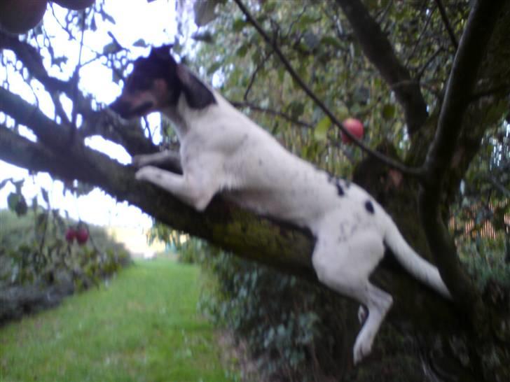 Dansk svensk gaardhund Ulla billede 1