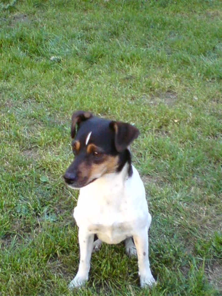 Dansk svensk gaardhund Ulla billede 2