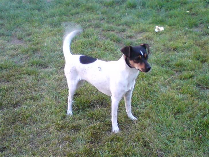 Dansk svensk gaardhund Ulla billede 3