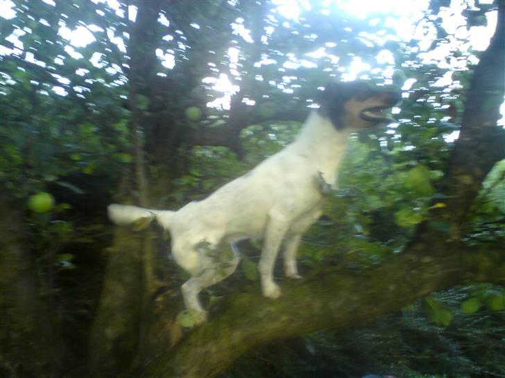 Dansk svensk gaardhund Ulla billede 4