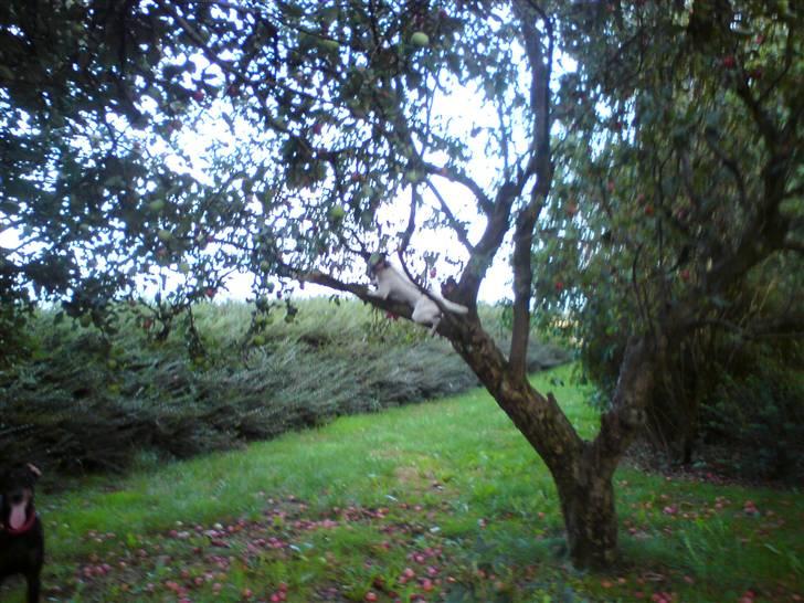 Dansk svensk gaardhund Ulla billede 5