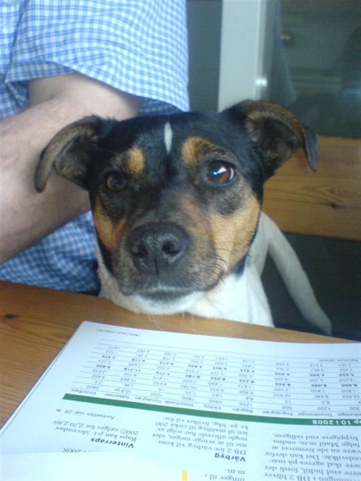 Dansk svensk gaardhund Ulla billede 6