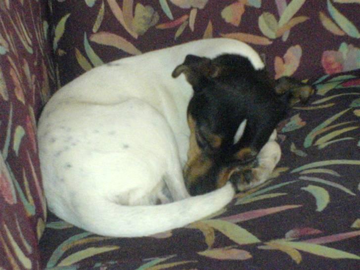 Dansk svensk gaardhund Ulla billede 7