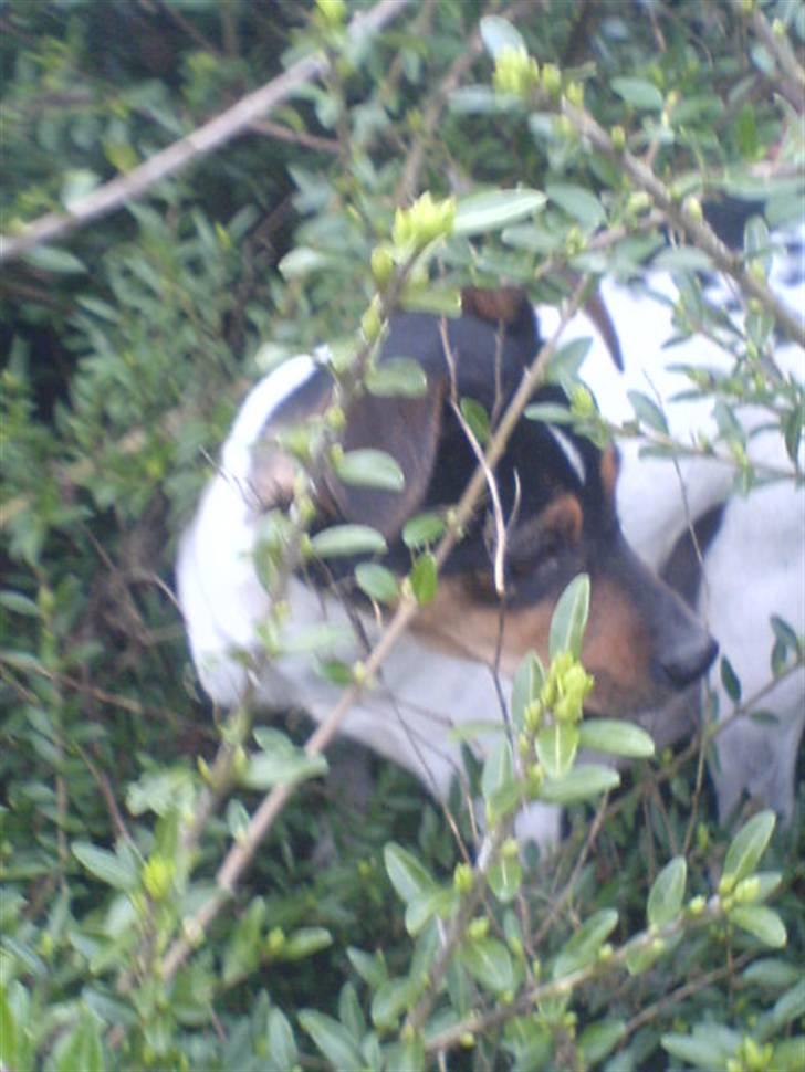 Dansk svensk gaardhund Ulla billede 8