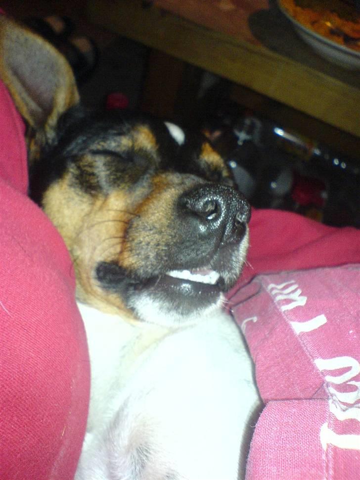 Dansk svensk gaardhund Ulla billede 9