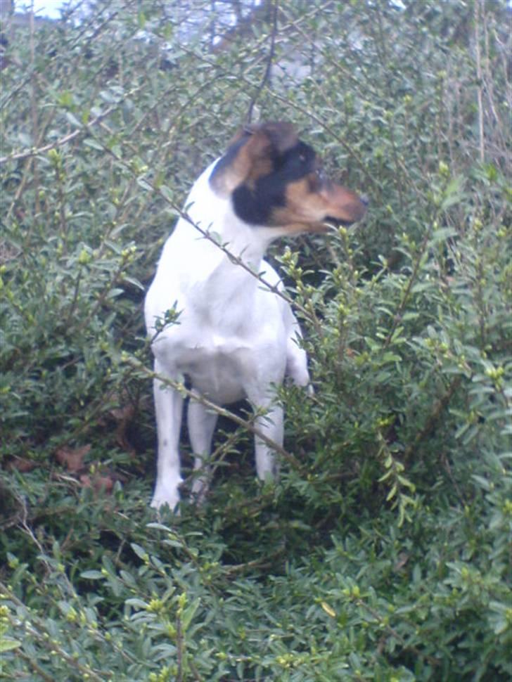 Dansk svensk gaardhund Ulla billede 10