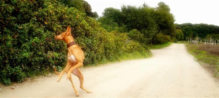 Pharaohound Honda - snurretop billede 1