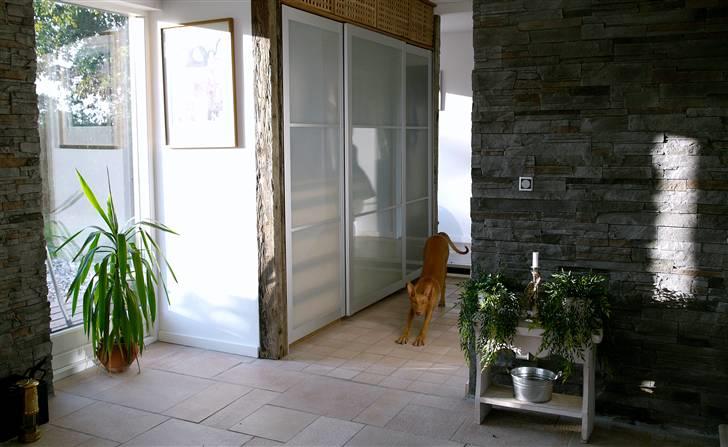 Pharaohound Honda - Godmorgen med jer billede 2