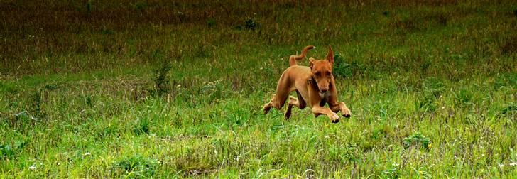 Pharaohound Honda - på springtur billede 3
