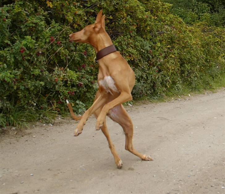 Pharaohound Honda - around once again billede 4