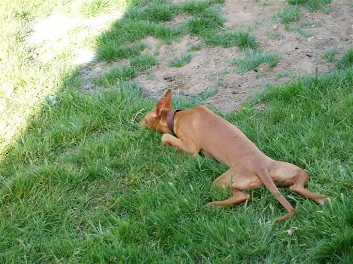 Pharaohound Honda - Hvem vil være med til at lege frø ? billede 5