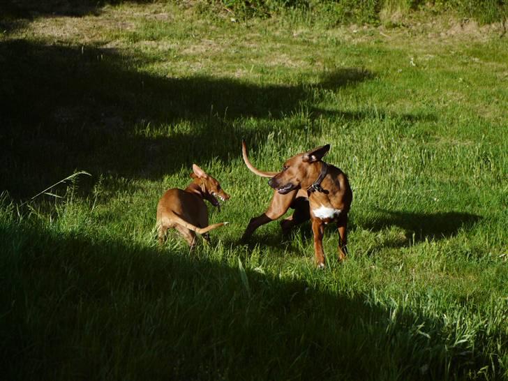Pharaohound Honda - Rhodesian rigdeback "Zulu" på besøg billede 6