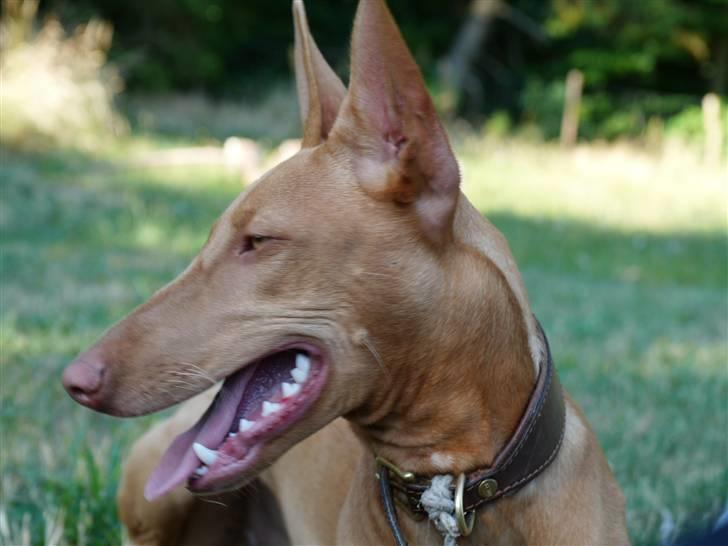 Pharaohound Honda - smuk billede 7