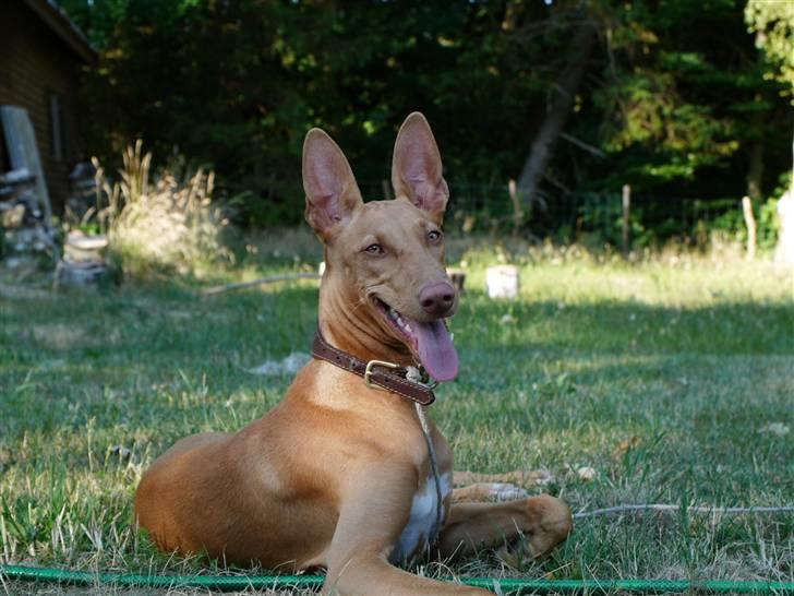 Pharaohound Honda - Smukkere billede 8